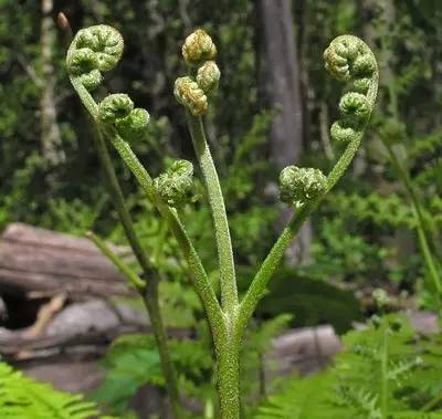 春天来了!一种野菜治一种病(马齿苋,婆婆丁,车前草,地肤.