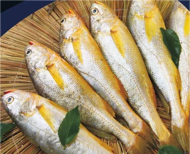 54 小黄鱼 也叫"黄花鱼","小黄花",供鲜食或制成咸干品;鳔可制鱼鳔胶