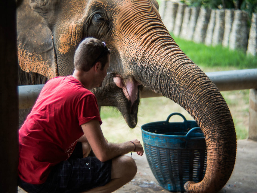 我想为了大象去趟泰国