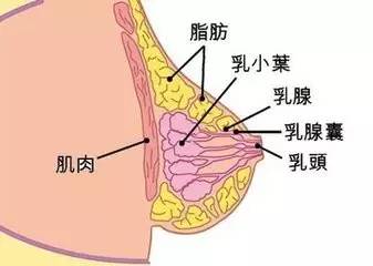 胸部的构造如图