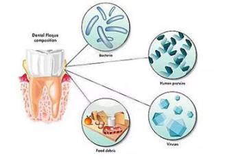 牙菌斑是这样炼成的