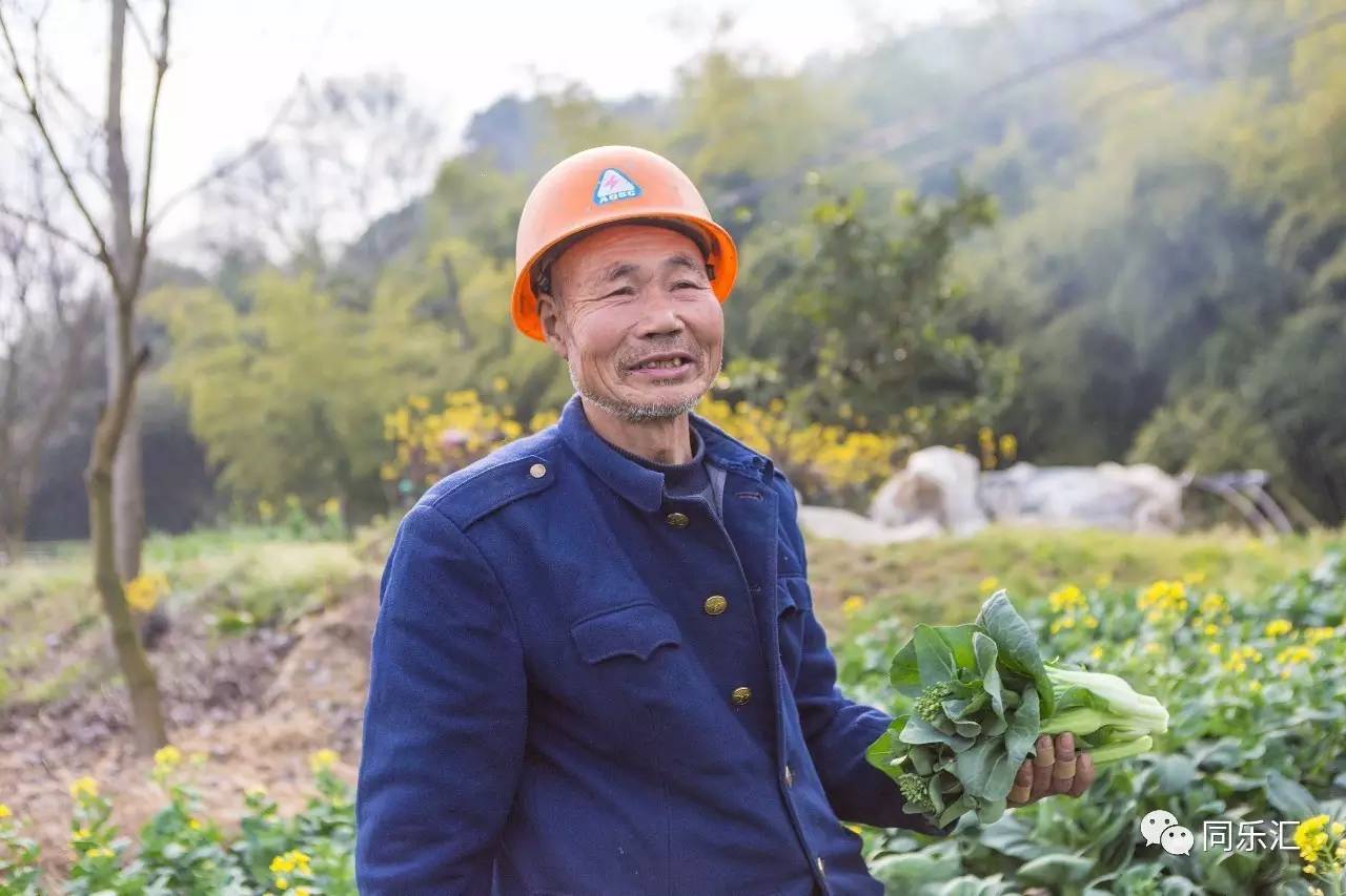 良心菜农张大伯感动微友万斤菜心有了销路