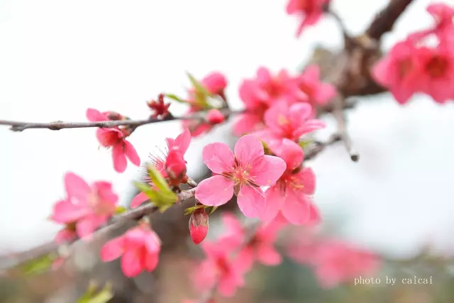 连州桃花节，天降仙女