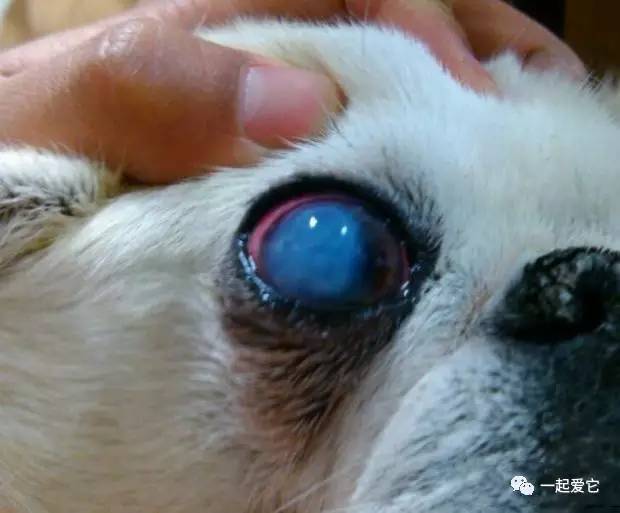 宠知识 狗狗常见的6种眼部疾病大盘点