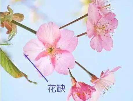 无花托,梅花,桃花是直接长在枝干上的.