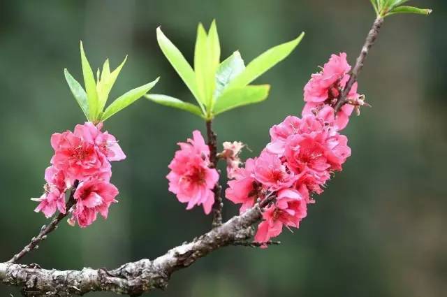 还在等三生三世吗?其实南宁也有你想要的"十里桃花"