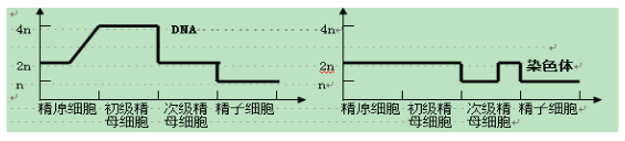 dna和染色体的数目变化曲线图整理归纳