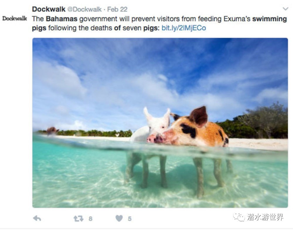 巴哈马猪岛离奇死亡事件--我打赌你看了绝不想做那只潜水的猪!!-搜狐