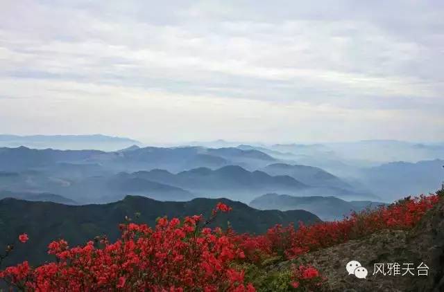 去苍山顶,大雷山揽尽一花春色,也是天台山春季最美的景色之一,映山红