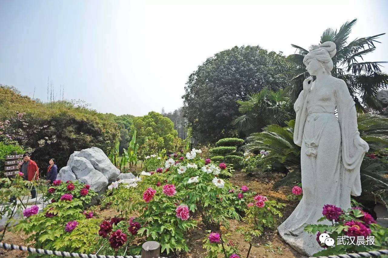 记者苗剑 摄 杜鹃花 东湖磨山景区,黄陂区云雾山,清凉寨,姚家山.