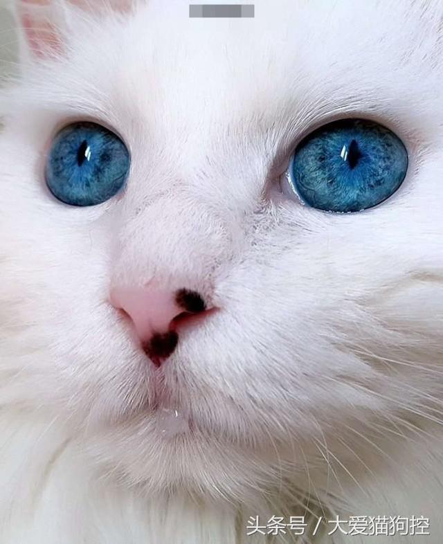 猫咪拥有蓝宝石般眼睛,在它身上仿佛看到了全世界