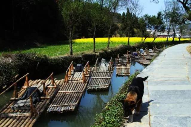 婺源人口味_婺源油菜花图片