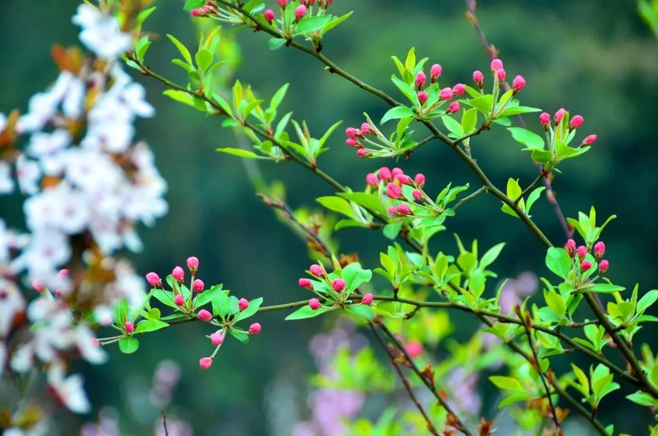 楸子花