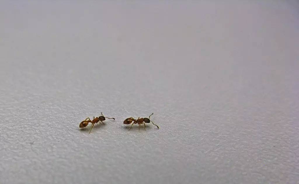 一只蚂蚁走丢后的8种可能结局 | 睡前科学故事