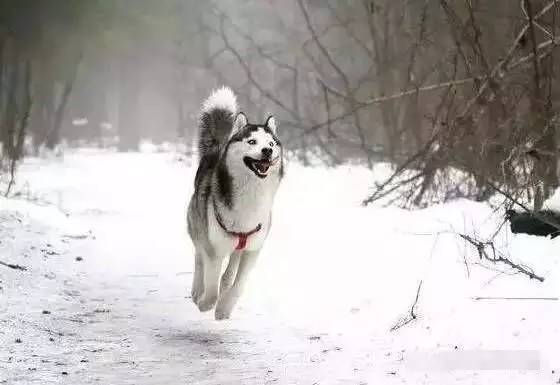 哈士奇被主人拽到雪地里,下一秒让人一阵摇头!