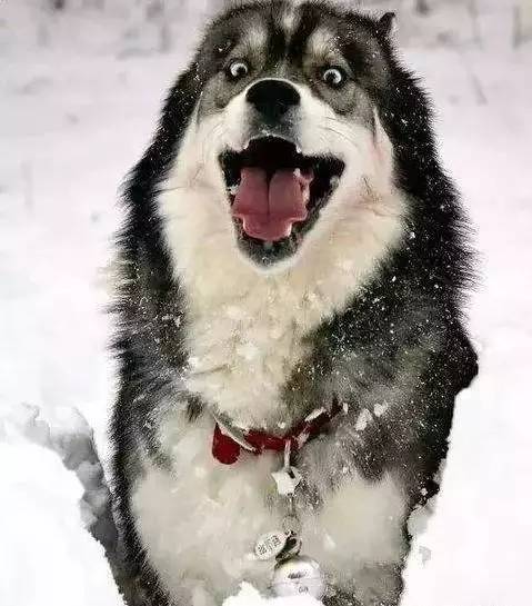 哈士奇被主人拽到雪地里,下一秒让人一阵摇头!