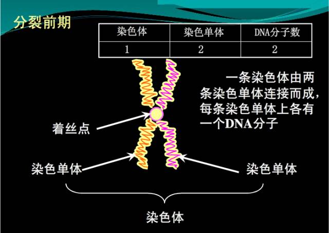 姐妹染色单体