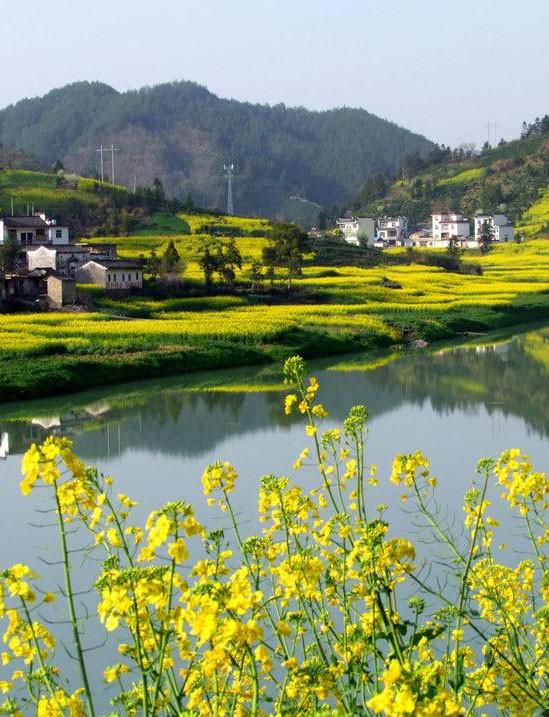 闻花香,临古村,徒步新安江,醉美油菜花海!