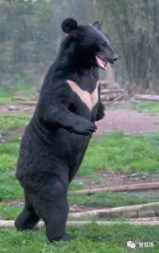 出事区域黑熊为亚洲黑熊