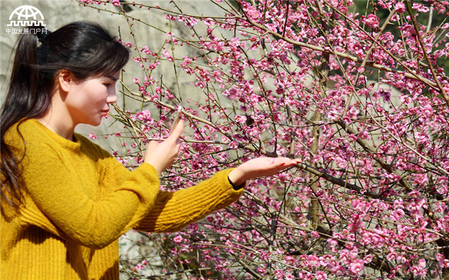 黄山:梅花树下赏梅拍梅的俊男俏女