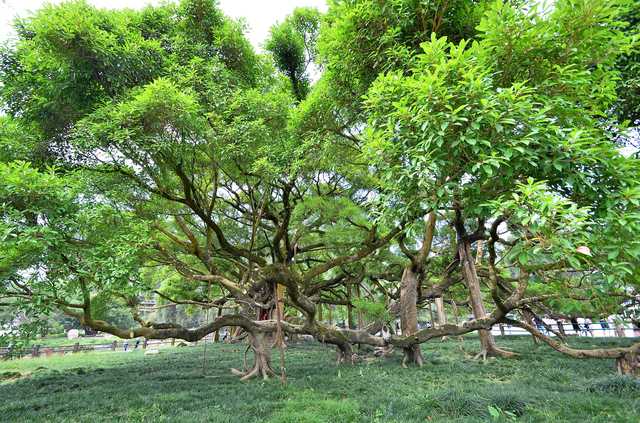 厉害了!1400多岁的古榕树叶茂蔽天如绿色巨伞