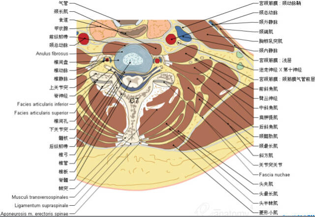 收藏丨脊椎与背部3d解剖图解