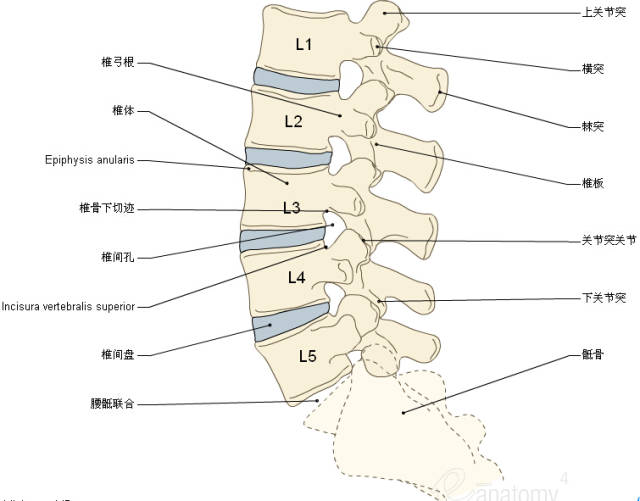 收藏丨脊椎与背部3d解剖图解