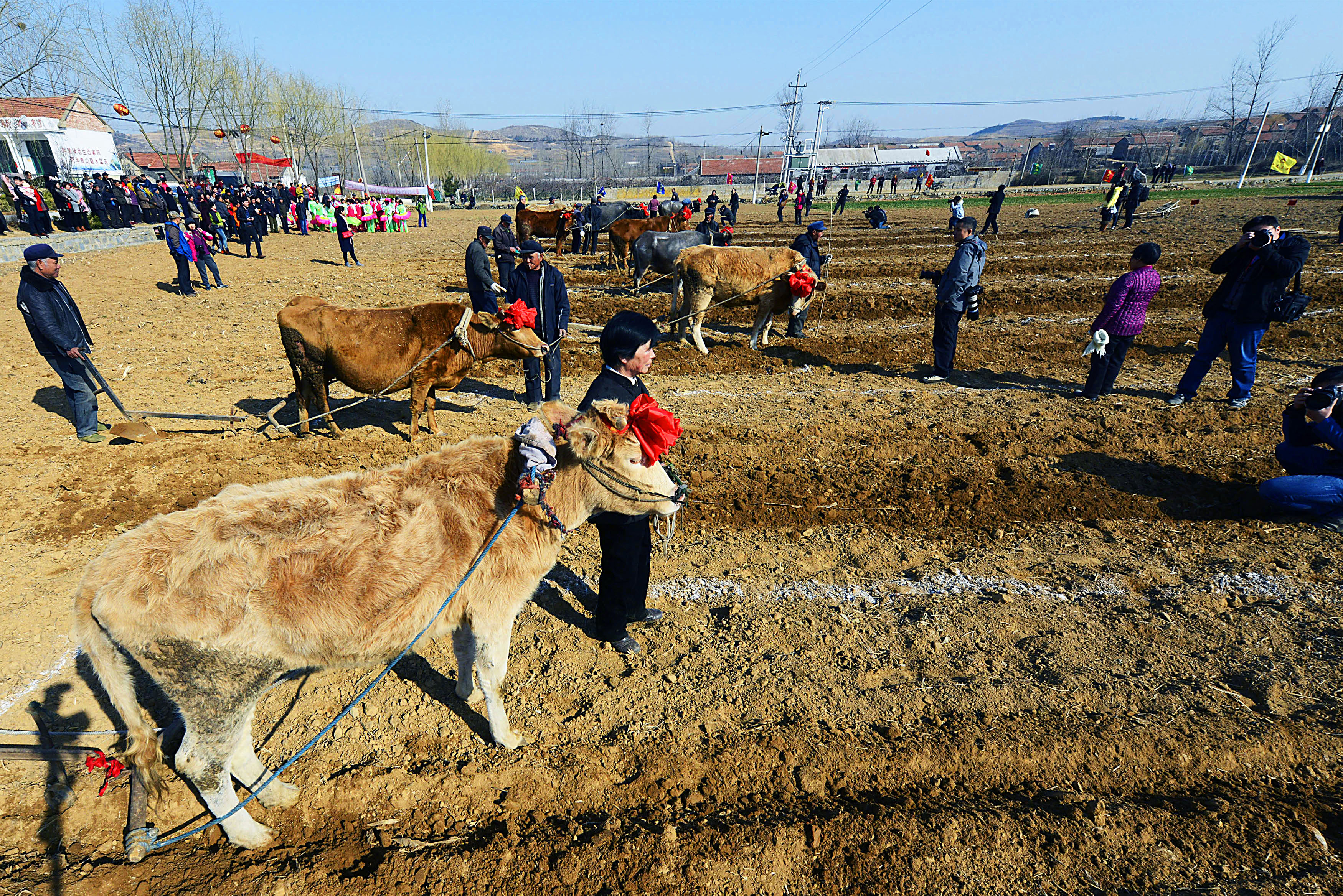 2016年3月10日,村民们在"闹春牛"活动中进行耕地比赛.