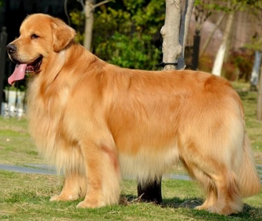 文章内容 金毛犬的基本训练 谁能看看这狗狗,有多少金毛的基因
