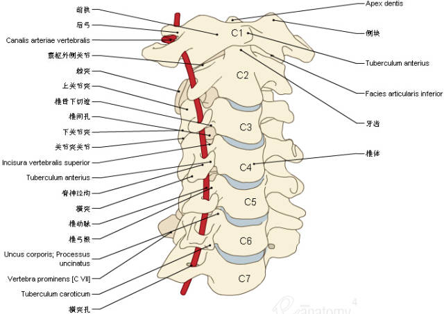 收藏丨脊椎与背部3d解剖图解