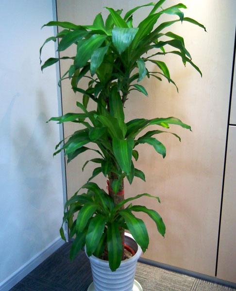 防雾霾,pm2.5植物:巴西木—阴暗处也能存活