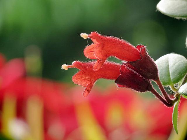 口红花丨烈焰红唇花,朱唇玉面草