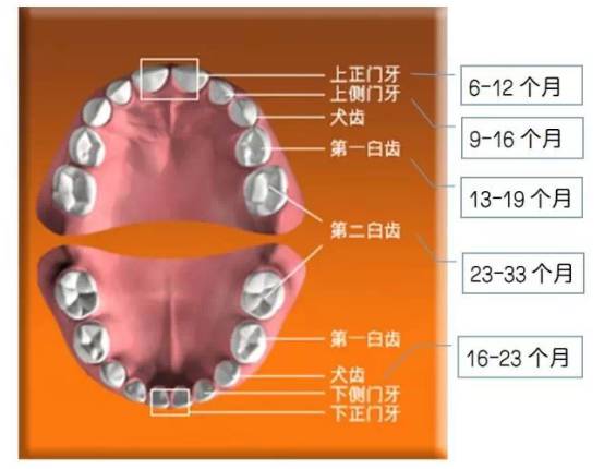 【热点】辅食添加以后宝宝的牙齿护理