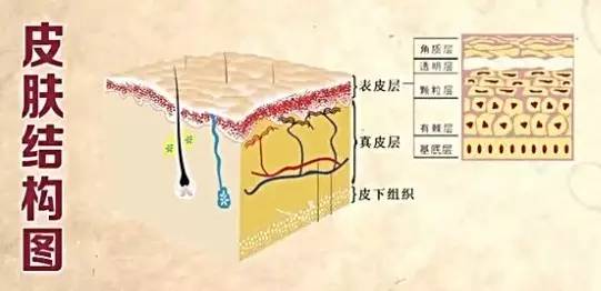 帮助有棘层细胞提供营养从而形成红血丝真皮层的毛细血管自主向上扩张