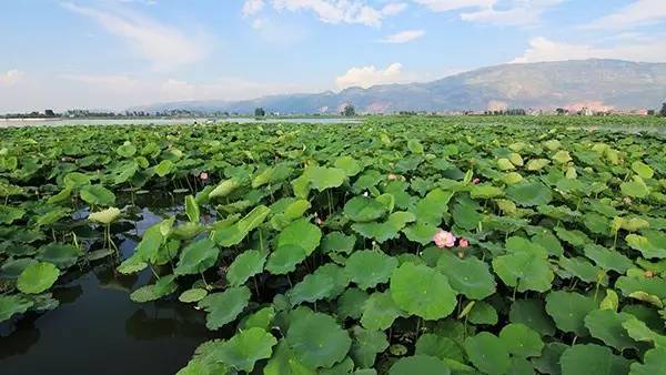 终南山爨文化公园地方特产曲靖干巴菌陆良松茸陆良蜜香梨舌尖上的陆良