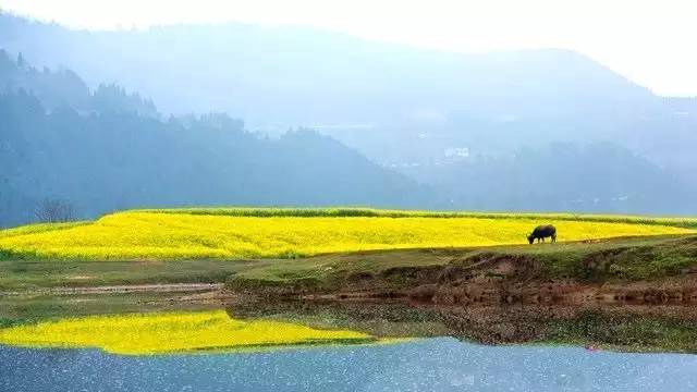 梓潼自驾圣地鸭鹤岩|油菜花海已醉碎,3月4等你来"撩"花(17去看花)