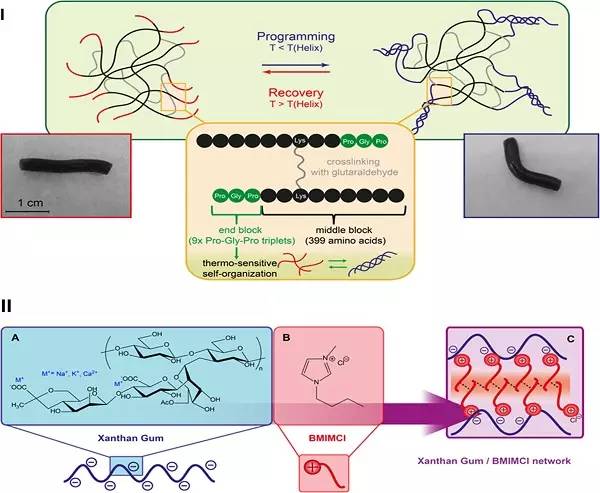 最新综述:形状记忆水凝胶:通过结构原理的演变实现亲水性聚合物网络的