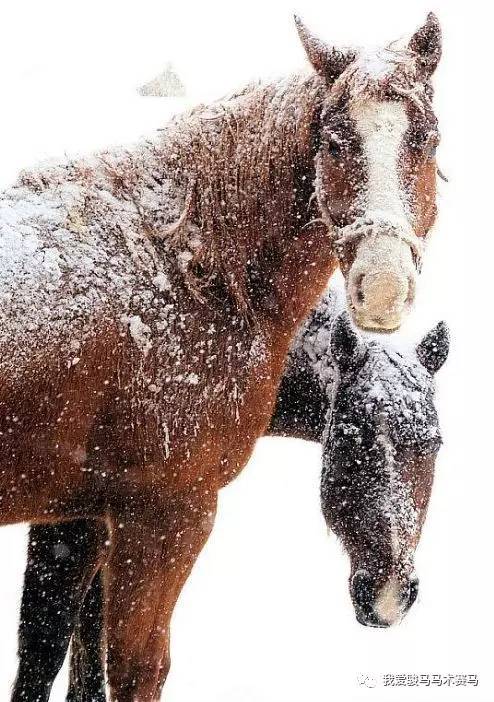 我爱冬天的马,我爱雪中的马 一组雪中健马图