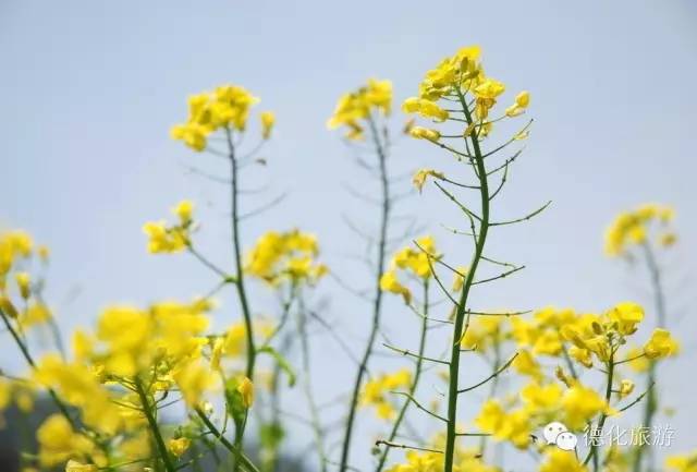 泉州人要去哪赏花?最全赏花攻略地图奉上!