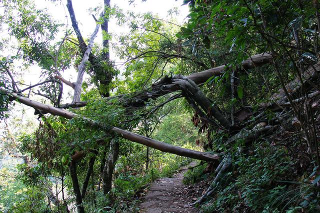 云南最美原始森林高黎贡山,一生都值得去的地方