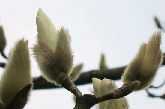上周,杭州花圃就已经有惊喜啦 在菰蒲水香区域,白玉兰破壳吐色