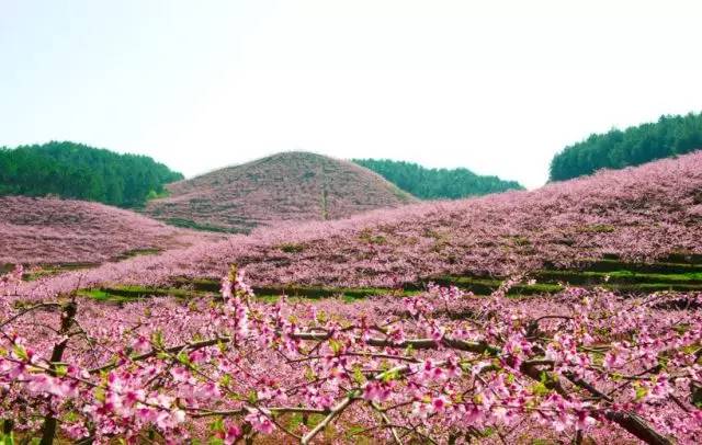 桃花山公园