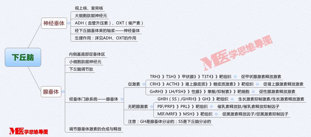 思维导图丨下丘脑