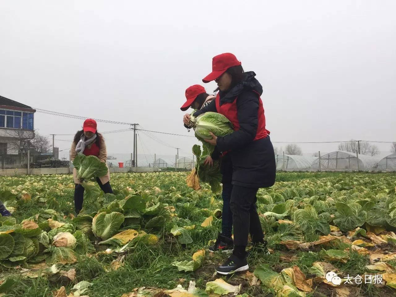 原来太仓有这么多活雷锋│3月志愿服务活动好