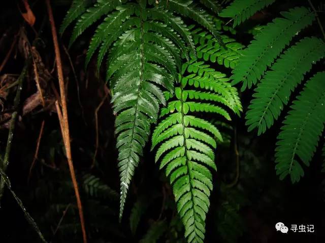 对马耳蕨 polystichum tsus-simense 所以说这是日本人发的种 (韩国