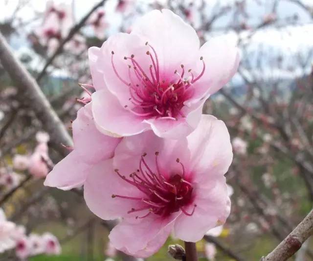 《三生三世十里桃花》收官,白浅喜欢的TA已红