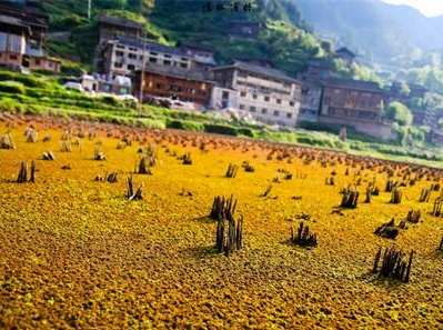 关于农村死亡人口土地如何处理_白术种植土地如何处理