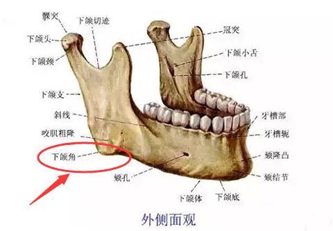 造成脸大的原因三,下颌骨肥大.