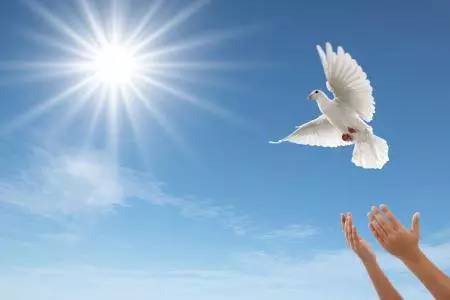 放飞白鸽——在春天里放飞我们的希望与梦想!