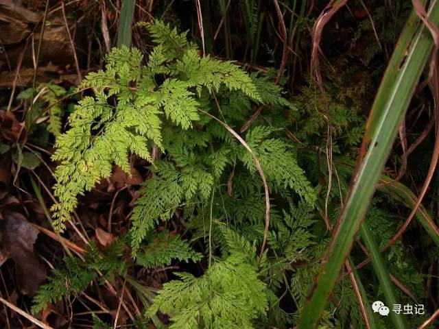 3月3日,世界野生动植物日,一起到梵净山来一次博物旅行吧